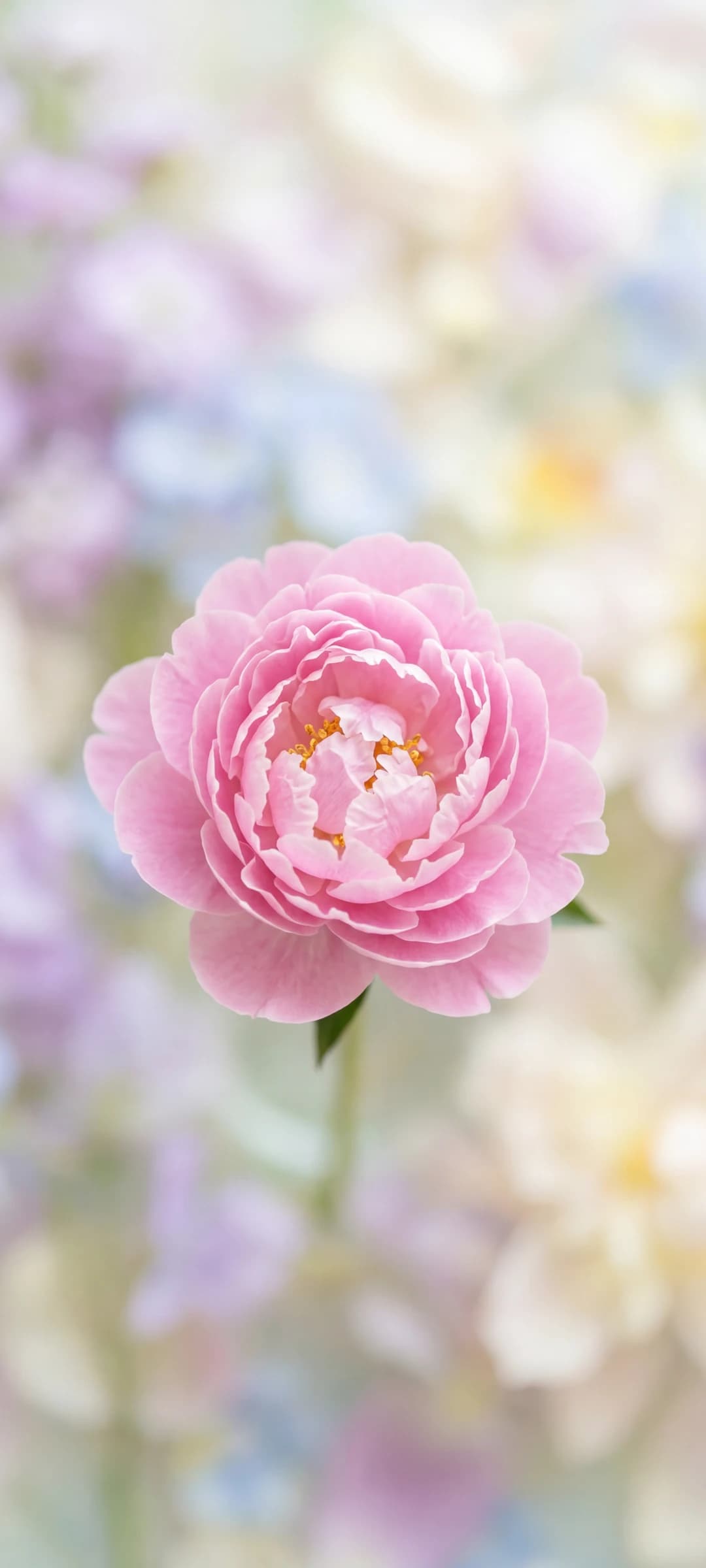 Pastel Petal Swirl