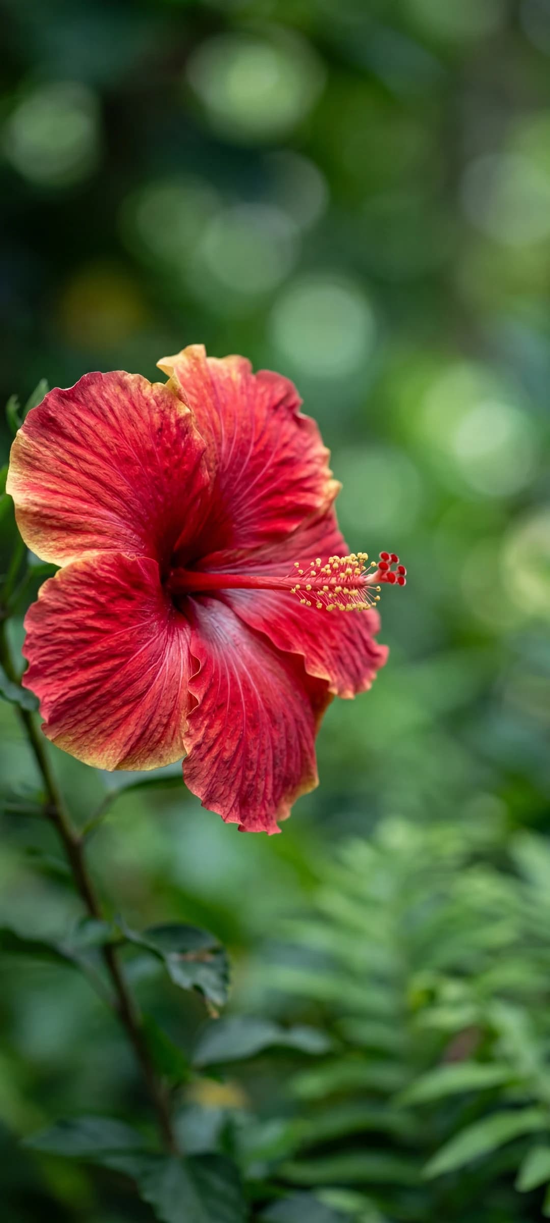 Single Bloom