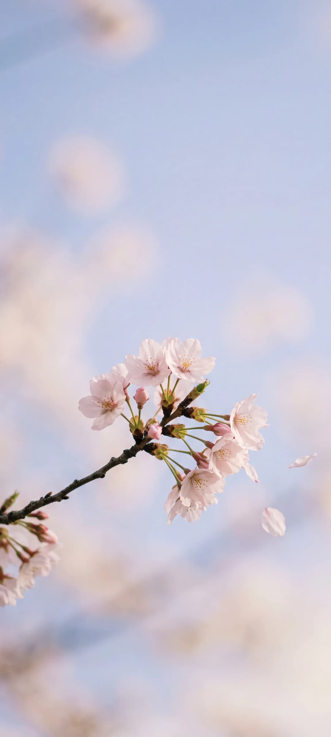 Cherry Blossom Branch